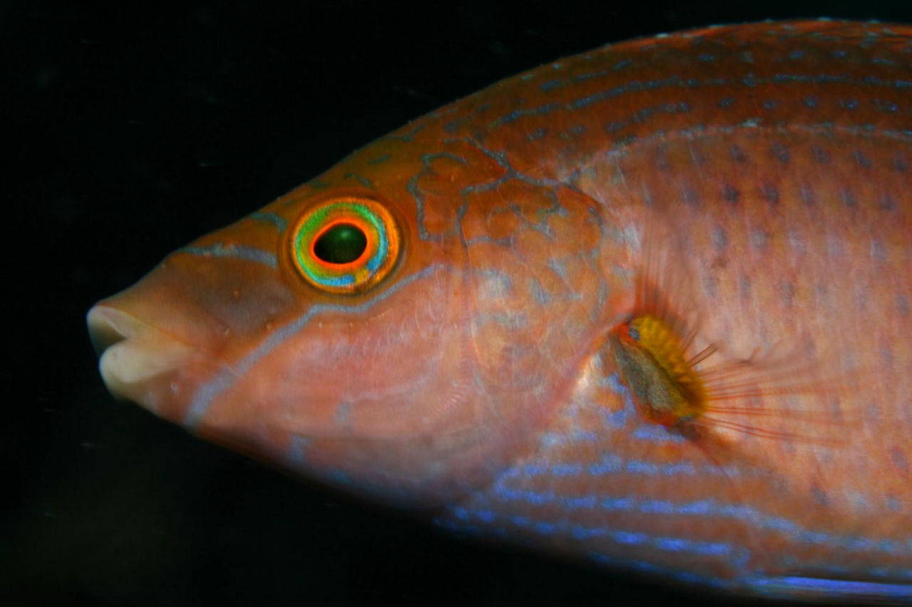 Symphodus mediterraneus (Tordo rosso)